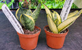 Hahnii Birdnest Sansevieria Assortment